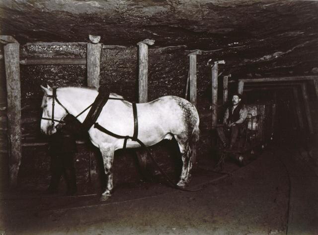 Pferdeförderung in Steinkohlenwerk 1893